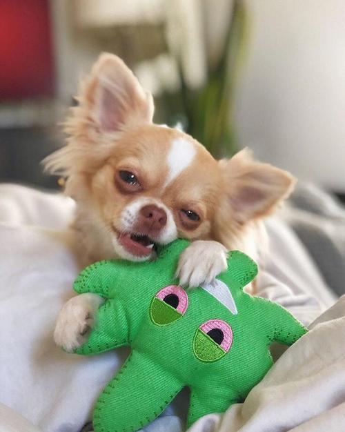 Leaf Emoji Dog Toy